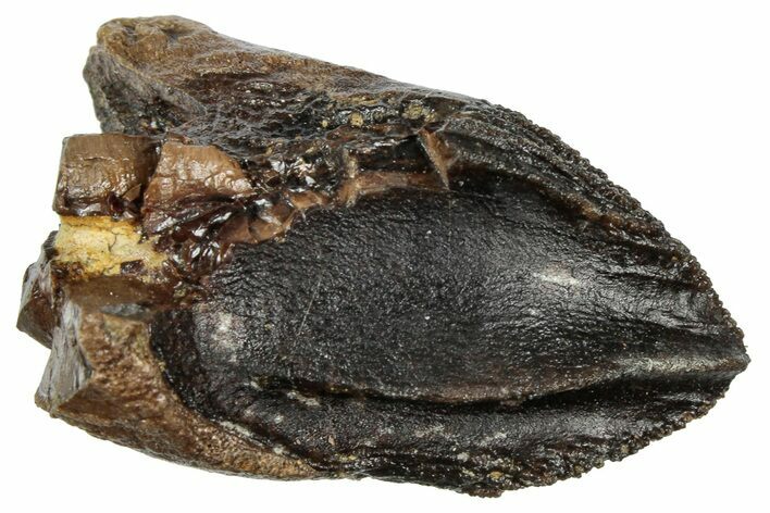 Unworn Triceratops Tooth with Partial Root - Wyoming #358153